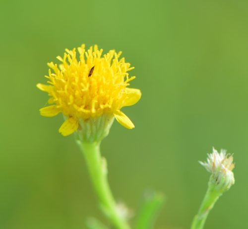 Buy Pulicaria glutinosa in UAE – Native Aromatic Medicinal Shrub - Image 3