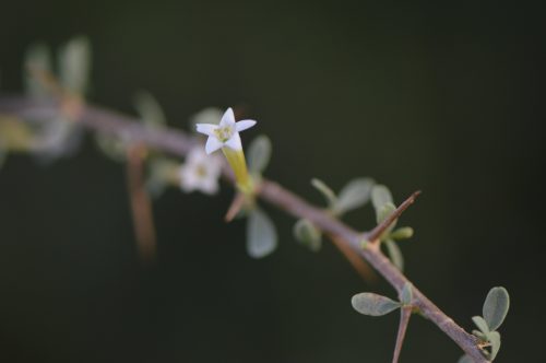 Buy Lycium shawii in UAE – Native Desert Shrub with Edible Berries - Image 2
