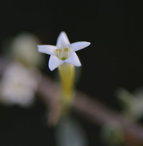 Buy Lycium shawii in UAE – Native Desert Shrub with Edible Berries - Image 3