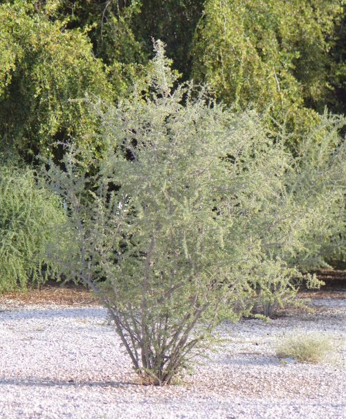 Buy Lycium shawii in UAE – Native Desert Shrub with Edible Berries