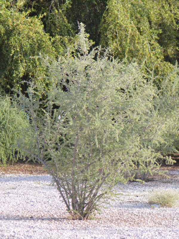 Buy Lycium shawii in UAE – Native Desert Shrub with Edible Berries