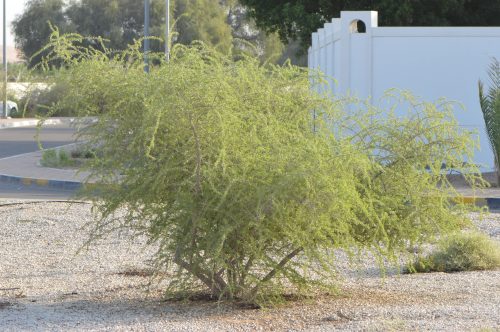 Buy Lycium shawii in UAE – Native Desert Shrub with Edible Berries - Image 5
