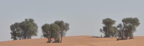Buy Prosopis Tree in UAE – Native Drought-Resistant Shade Tree - Image 2