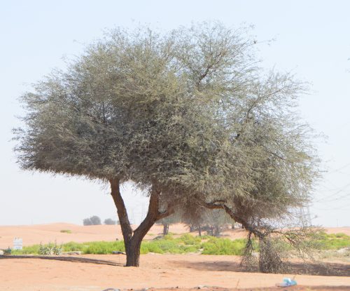 Buy Prosopis Tree in UAE – Native Drought-Resistant Shade Tree - Image 3