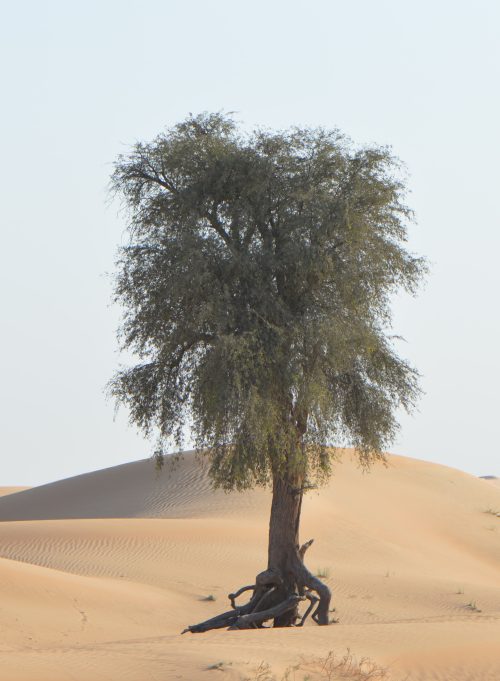 Buy Prosopis Tree in UAE – Native Drought-Resistant Shade Tree - Image 4