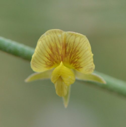 Buy Crotalaria persica in UAE – Hardy Flowering Legume Plant - Image 2