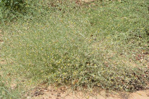 Buy Crotalaria persica in UAE – Hardy Flowering Legume Plant - Image 4