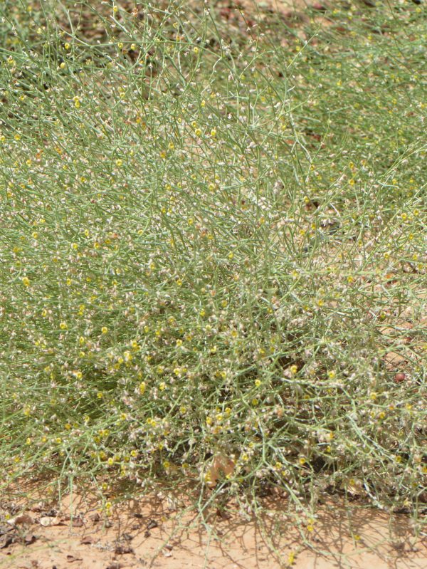 Buy Crotalaria persica in UAE – Hardy Flowering Legume Plant