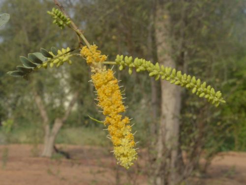 Buy Prosopis Tree in UAE – Native Drought-Resistant Shade Tree - Image 5