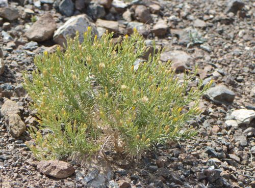 Buy Pulicaria glutinosa in UAE – Native Aromatic Medicinal Shrub - Image 4