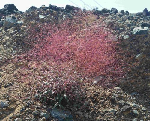 Buy Boerhavia elegans in UAE – Drought-Tolerant Wildflower Plant - Image 3