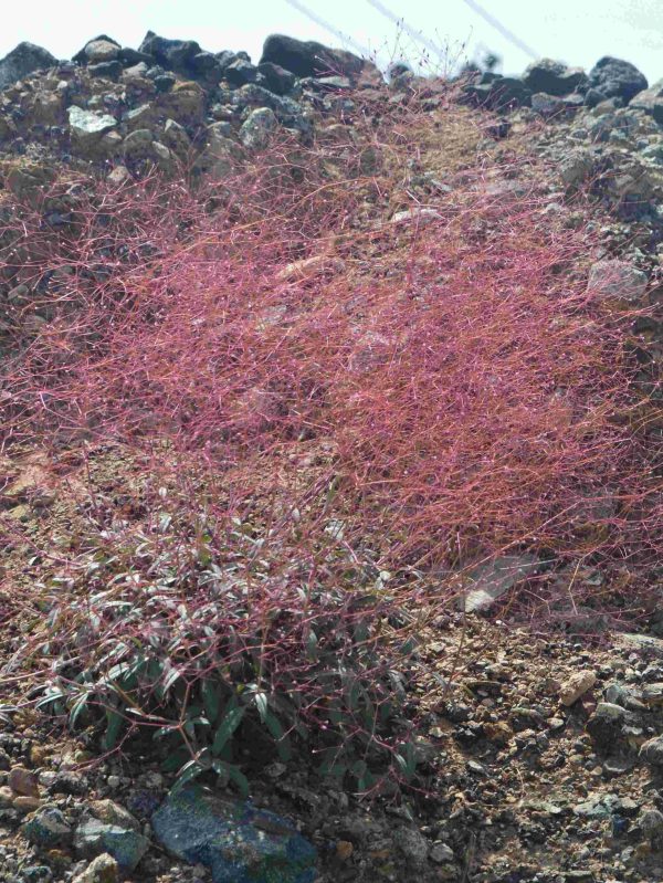Buy Boerhavia elegans in UAE – Drought-Tolerant Wildflower Plant