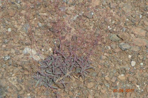 Buy Boerhavia elegans in UAE – Drought-Tolerant Wildflower Plant - Image 4