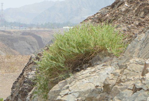 Buy Capparis spinosa (Caper Plant) in UAE – Drought-Tolerant Edible Shrub