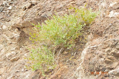 Buy Capparis spinosa (Caper Plant) in UAE – Drought-Tolerant Edible Shrub - Image 3