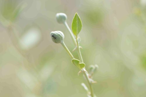 Buy Capparis spinosa (Caper Plant) in UAE – Drought-Tolerant Edible Shrub - Image 4