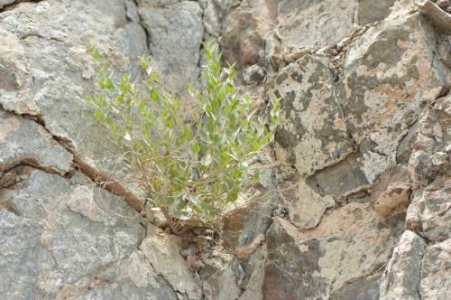 Buy Capparis spinosa (Caper Plant) in UAE – Drought-Tolerant Edible Shrub - Image 5