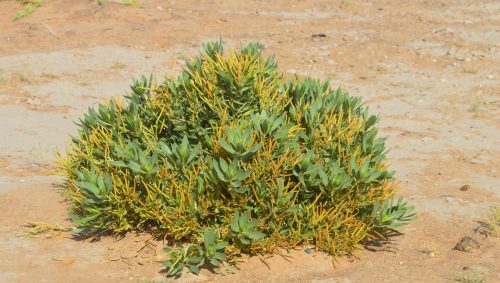 Buy Rhazya stricta in UAE – Native Medicinal Shrub for Arid Landscaping - Image 6