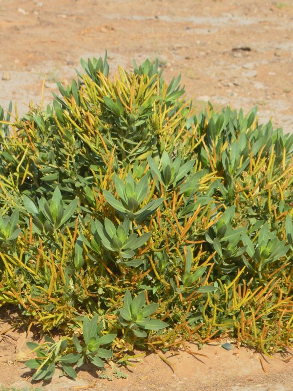 Buy Rhazya stricta in UAE – Native Medicinal Shrub for Arid Landscaping