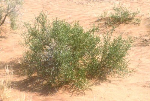 Buy Haloxylon salicornicum in UAE – Native Drought-Resistant Desert Shrub - Image 2