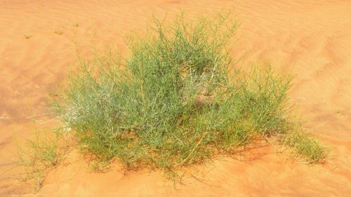 Buy Haloxylon salicornicum in UAE – Native Drought-Resistant Desert Shrub - Image 3