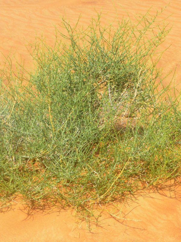 Buy Haloxylon salicornicum in UAE – Native Drought-Resistant Desert Shrub