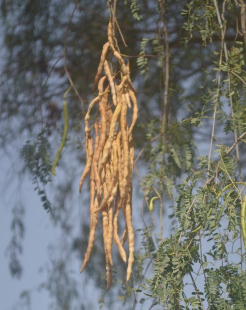 Buy Prosopis Tree in UAE – Native Drought-Resistant Shade Tree - Image 6