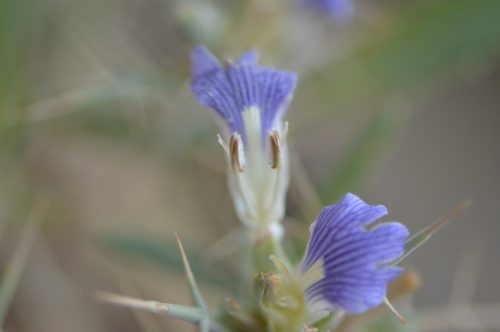 Buy Blepharis ciliaris in UAE – Hardy Desert Ground Cover Plant - Image 13