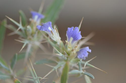 Buy Blepharis ciliaris in UAE – Hardy Desert Ground Cover Plant - Image 14