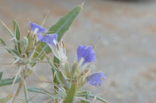 Buy Blepharis ciliaris in UAE – Hardy Desert Ground Cover Plant - Image 15