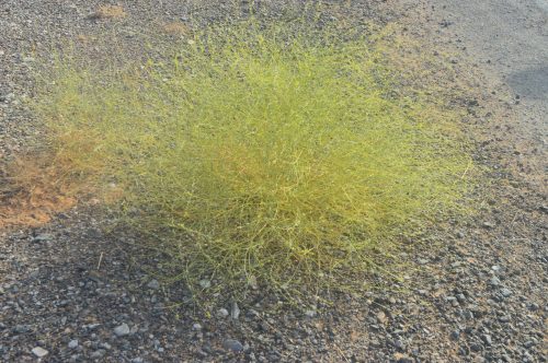 Buy Dipterygium glaucum in UAE – Native Desert Flowering Plant - Image 4