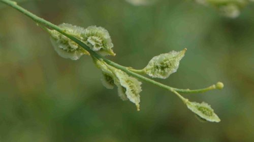 Buy Dipterygium glaucum in UAE – Native Desert Flowering Plant - Image 5