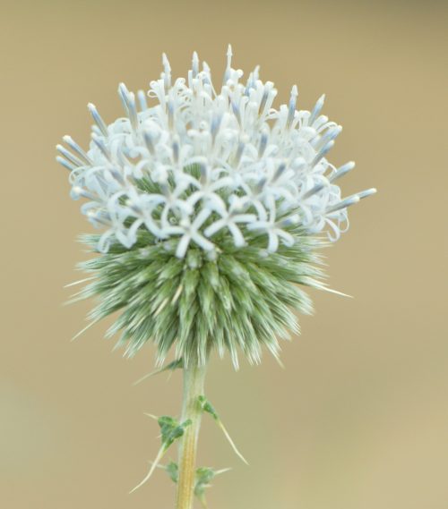 Buy Echinops spinosissimus (Globe Thistle) in UAE – Hardy Desert Perennial - Image 5