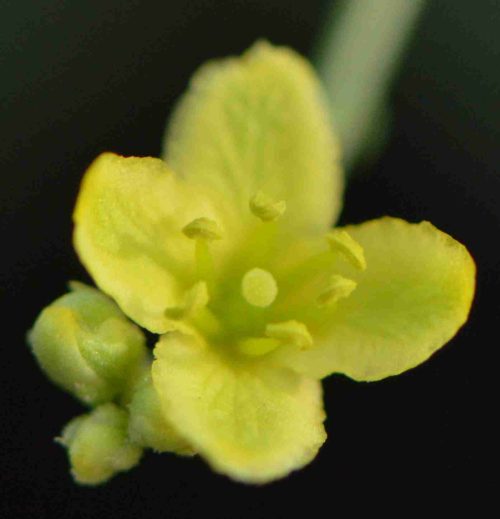Buy Dipterygium glaucum in UAE – Native Desert Flowering Plant - Image 6
