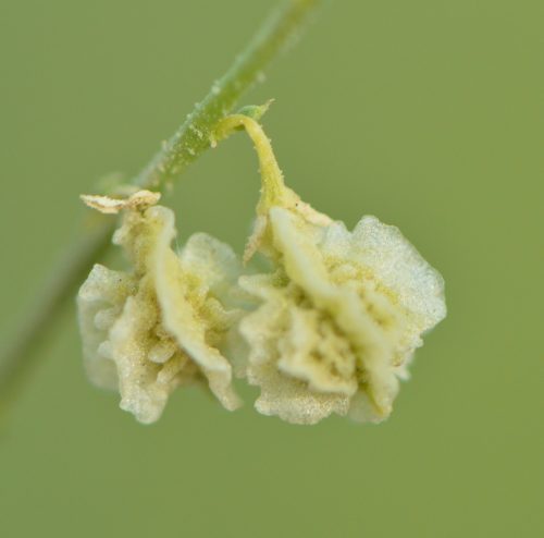 Buy Dipterygium glaucum in UAE – Native Desert Flowering Plant - Image 7