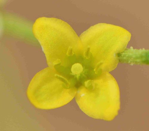 Buy Dipterygium glaucum in UAE – Native Desert Flowering Plant - Image 8