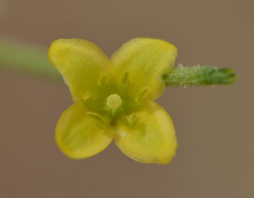 Buy Dipterygium glaucum in UAE – Native Desert Flowering Plant - Image 9