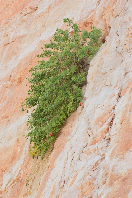Buy Capparis cartilaginea in UAE – Native Drought-Tolerant Shrub - Image 2