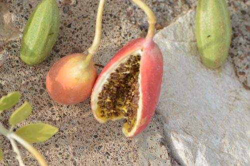 Buy Capparis cartilaginea in UAE – Native Drought-Tolerant Shrub - Image 3