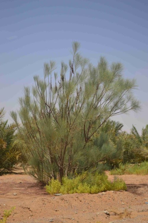 Buy Moringa peregrina in UAE – Native Medicinal Tree for Dry Climates - Image 3