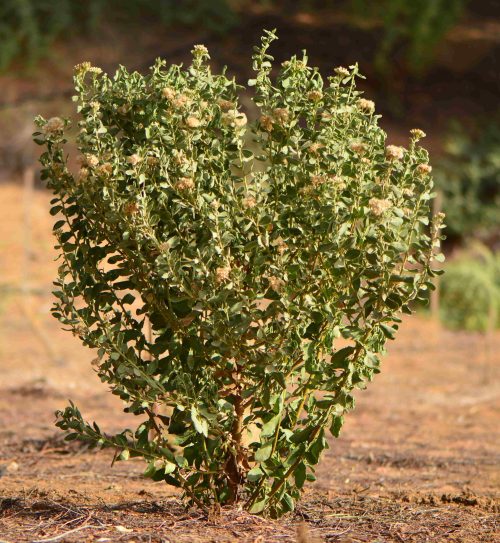 Buy Pluchea arabica in UAE – Native Medicinal Desert Shrub - Image 2