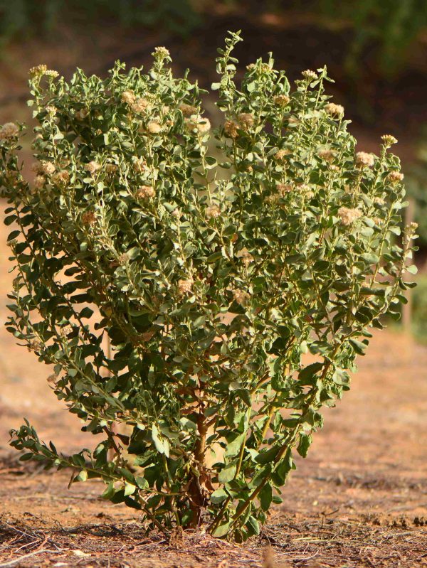 Buy Pluchea arabica in UAE – Native Medicinal Desert Shrub
