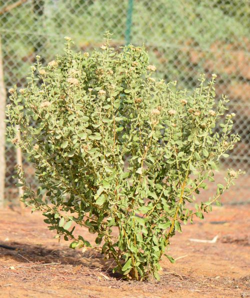 Buy Pluchea arabica in UAE – Native Medicinal Desert Shrub - Image 3