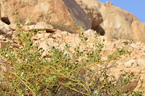 Buy Capparis spinosa (Caper Plant) in UAE – Drought-Tolerant Edible Shrub - Image 7