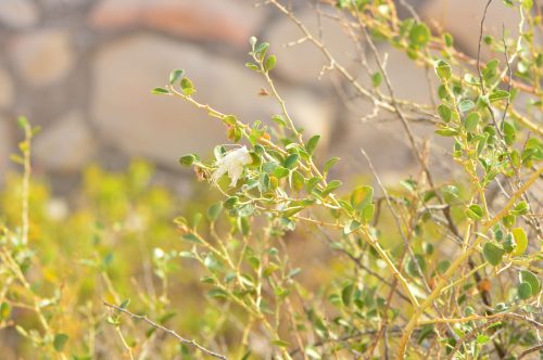 Buy Capparis spinosa (Caper Plant) in UAE – Drought-Tolerant Edible Shrub - Image 8
