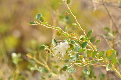 Buy Capparis spinosa (Caper Plant) in UAE – Drought-Tolerant Edible Shrub - Image 9