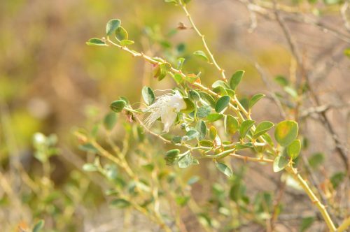 Buy Capparis spinosa (Caper Plant) in UAE – Drought-Tolerant Edible Shrub - Image 10
