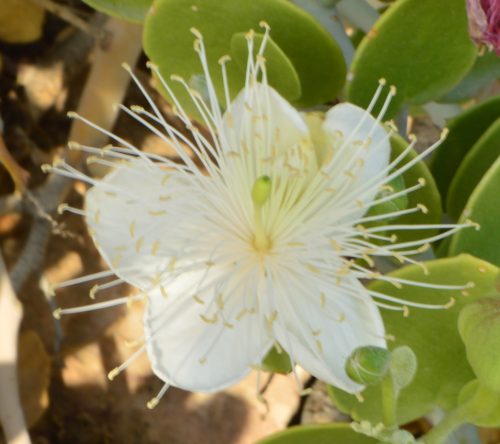 Buy Capparis cartilaginea in UAE – Native Drought-Tolerant Shrub - Image 4