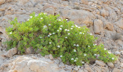 Buy Capparis cartilaginea in UAE – Native Drought-Tolerant Shrub - Image 5