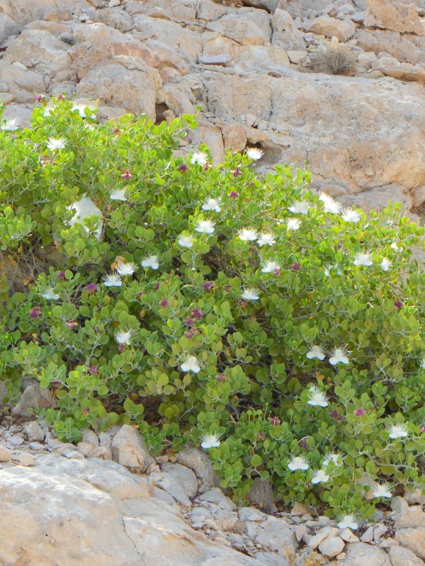 Buy Capparis cartilaginea in UAE – Native Drought-Tolerant Shrub